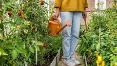 Dlaczego przeciąg w szklarni jest korzystny i jak go prawidłowo zapewnić: porady dla ogrodników