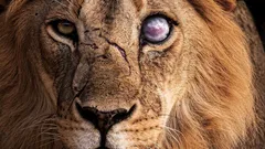 Lew nie jest tak silny, jak się wydaje: 8 zwierząt, którym nie sprosta w pojedynkę