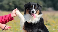 Od chaosu do dyscypliny: jak zamienić szkolenie w święto dla psa