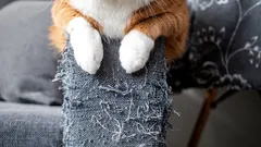 Tajniki kociej psychologii: czy wiesz, dlaczego koty drapią tapety i meble?