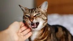 Mit kociej zemsty: co tak naprawdę stoi za złym zachowaniem kota?