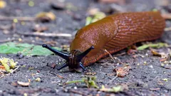 Jak pozbyć się ślimaków bez chemii: 3 kroki, które szybko pomogą je przegonić